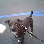 Dodge is registered to the contest to win money with this photo: dog, black_dog, white_paws, leash, outdoor, pavement, blue_lines, pet, animal, small_dog, curious, standing, looking_up, canine, sidewalk, urban, walking, daytime, closeup, companion