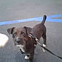 dog, black_dog, white_paws, leash, outdoor, pavement, blue_lines, pet, animal, small_dog, curious, standing, looking_up, canine, sidewalk, urban, walking, daytime, closeup, companion