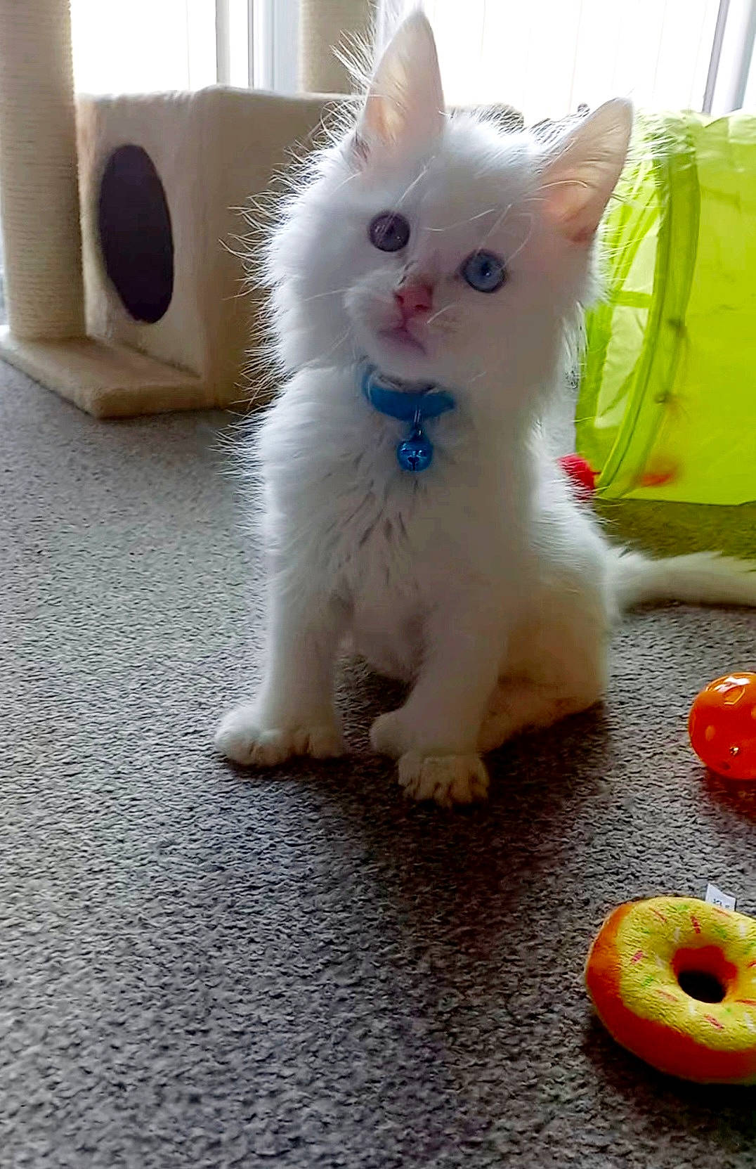 Olaf is registered to the contest to win money with this photo: carnivore, cat, dog_supply, dog_toy, domestic_short_haired_cat, felidae, flooring, fur, ingredient, natural_foods, paw, produce, small_to_medium_sized_cats, tail, whiskers