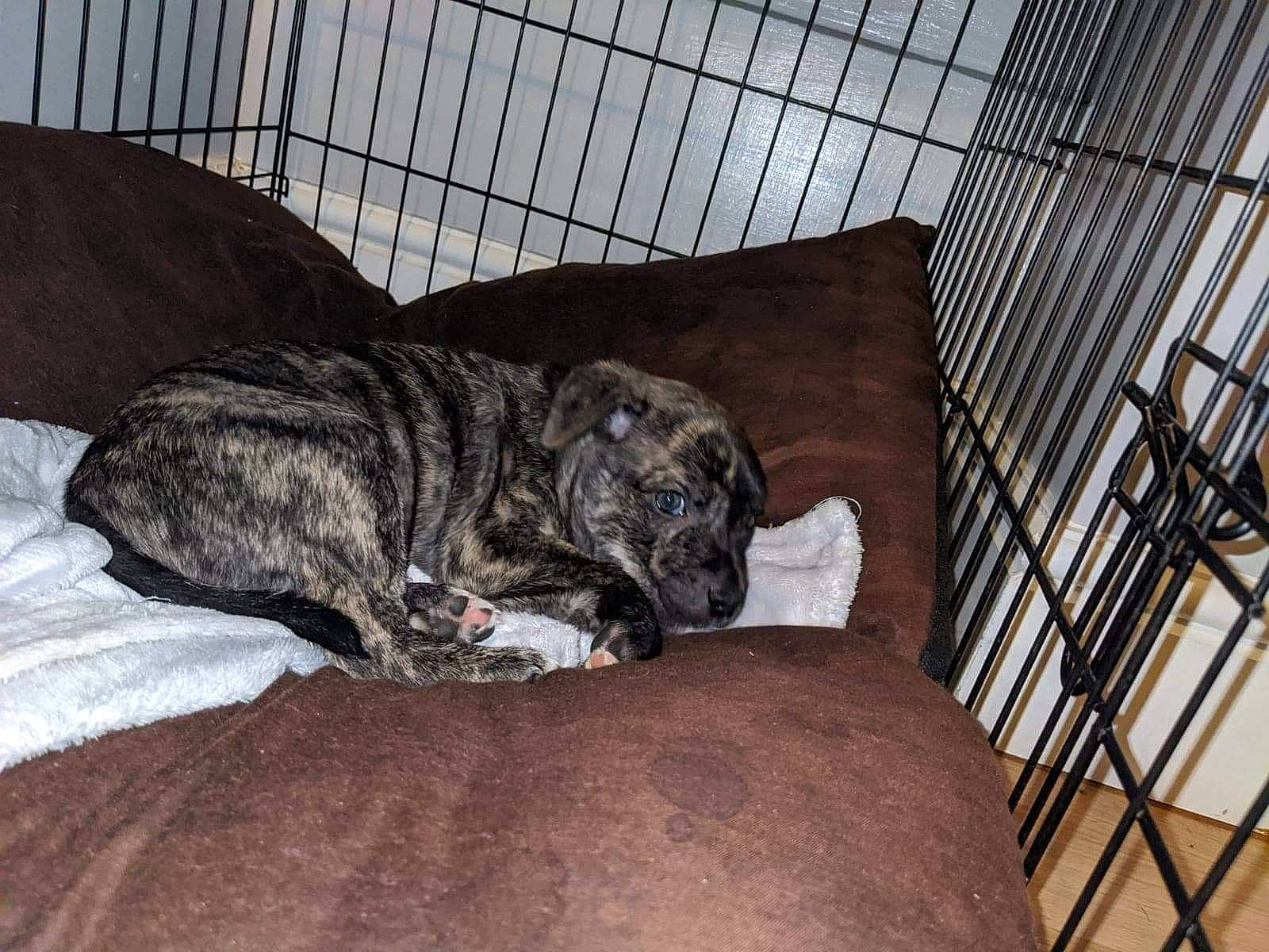 Merlin is registered to the contest to win money with this photo: alaunt, canidae, carnivore, dog, dog_bed, dog_breed, fawn, mammal, non_sporting_group, perro_de_presa_canario, vertebrate