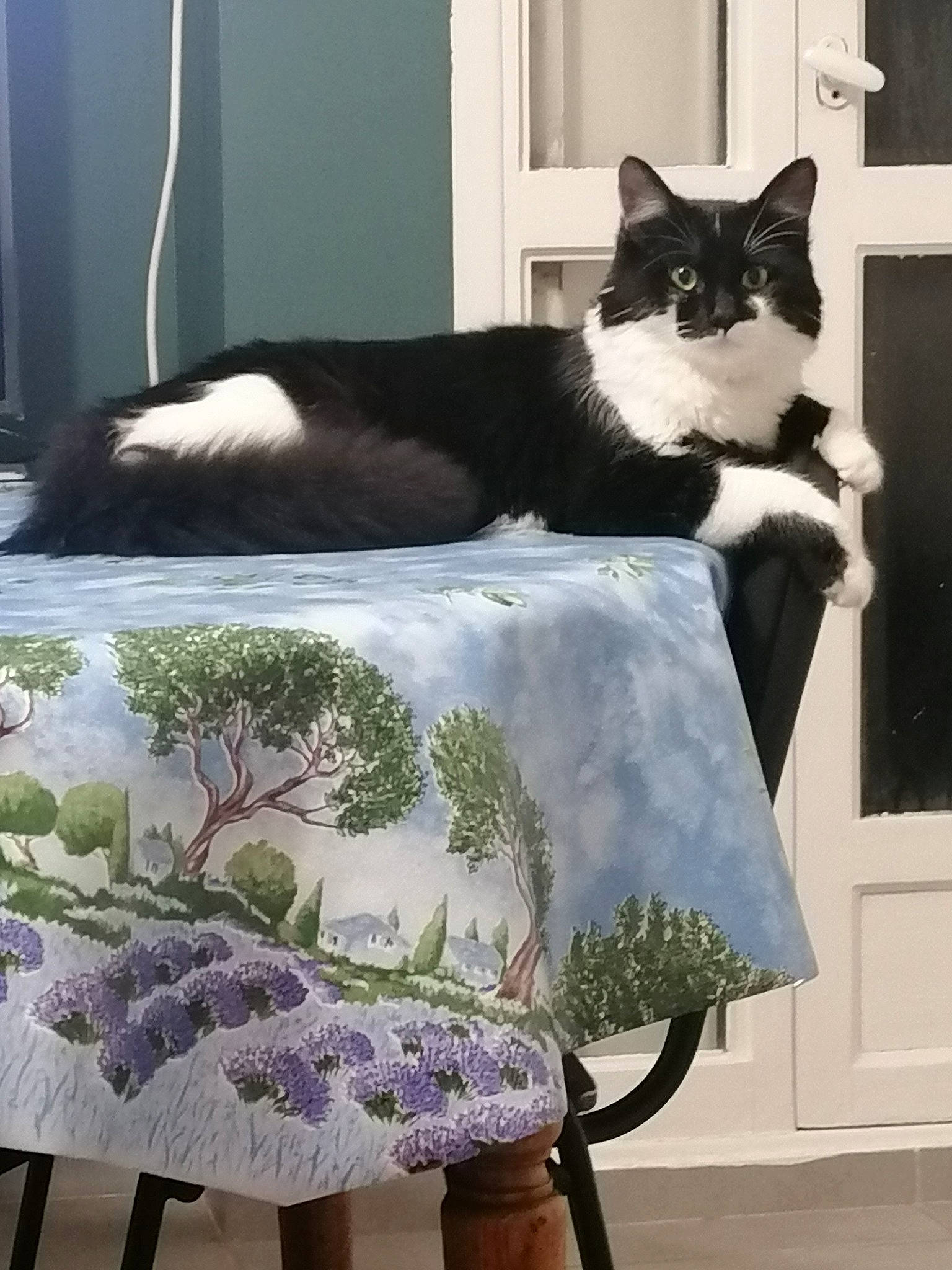 Diego participe au concours pour gagner de l'argent avec cette photo : art, bag, black, black_cat, carnivore, cat, comfort, domestic_short_haired_cat, felidae, grass, photograph, plant, small_to_medium_sized_cats, table, tail, textile, tree, whiskers, white, window