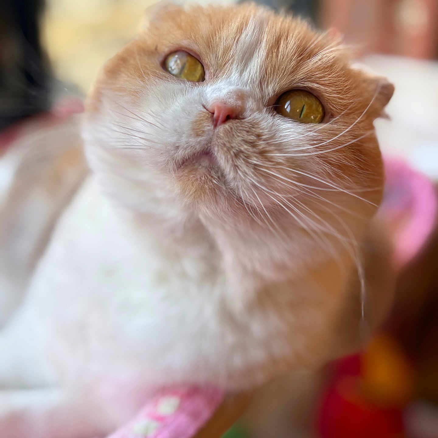 Nectarine participe au concours pour gagner de l'argent avec cette photo : animal, blanket, cat, close_up, cozy, cute, domestic_cat, fluffy, fur, golden_eyes, indoor, looking_up, mammal, orange, pet, portrait, resting, soft_focus, whiskers, white