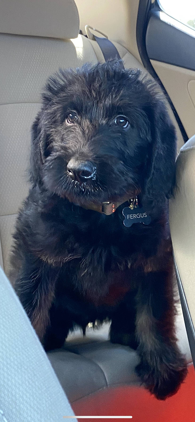 Fergus is registered to the contest to win money with this photo: borador, canidae, carnivore, collar, companion_dog, dog, dog_breed, dog_collar, dog_supply, electric_blue, fur, guard_dog, non_sporting_group, paw, puppy, sporting_group, toy_dog, whiskers, working_animal, working_dog