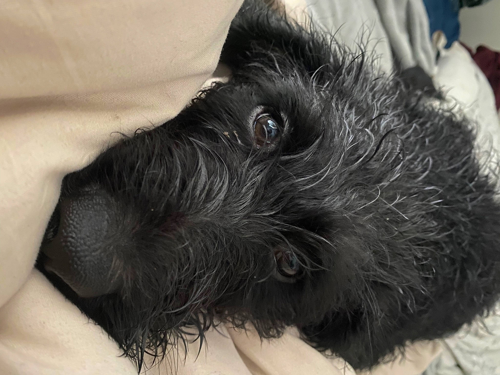 Fergus is registered to the contest to win money with this photo: canidae, carnivore, claw, companion_dog, dog, dog_breed, eye, foot, fur, liver, monochrome_photography, paw, puppy, small_terrier, sporting_group, terrestrial_animal, terrier, toy_dog, whiskers, working_animal