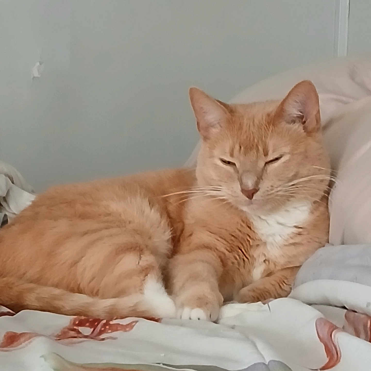 Baby joined the competition — help win amazing prizes! abyssinian, angora, animal, bed, bedroom, bedsheet, blanket, cat, cushion, furniture, homedecor, indoors, kitten, manx, person, pet, quilt, room, sleeping