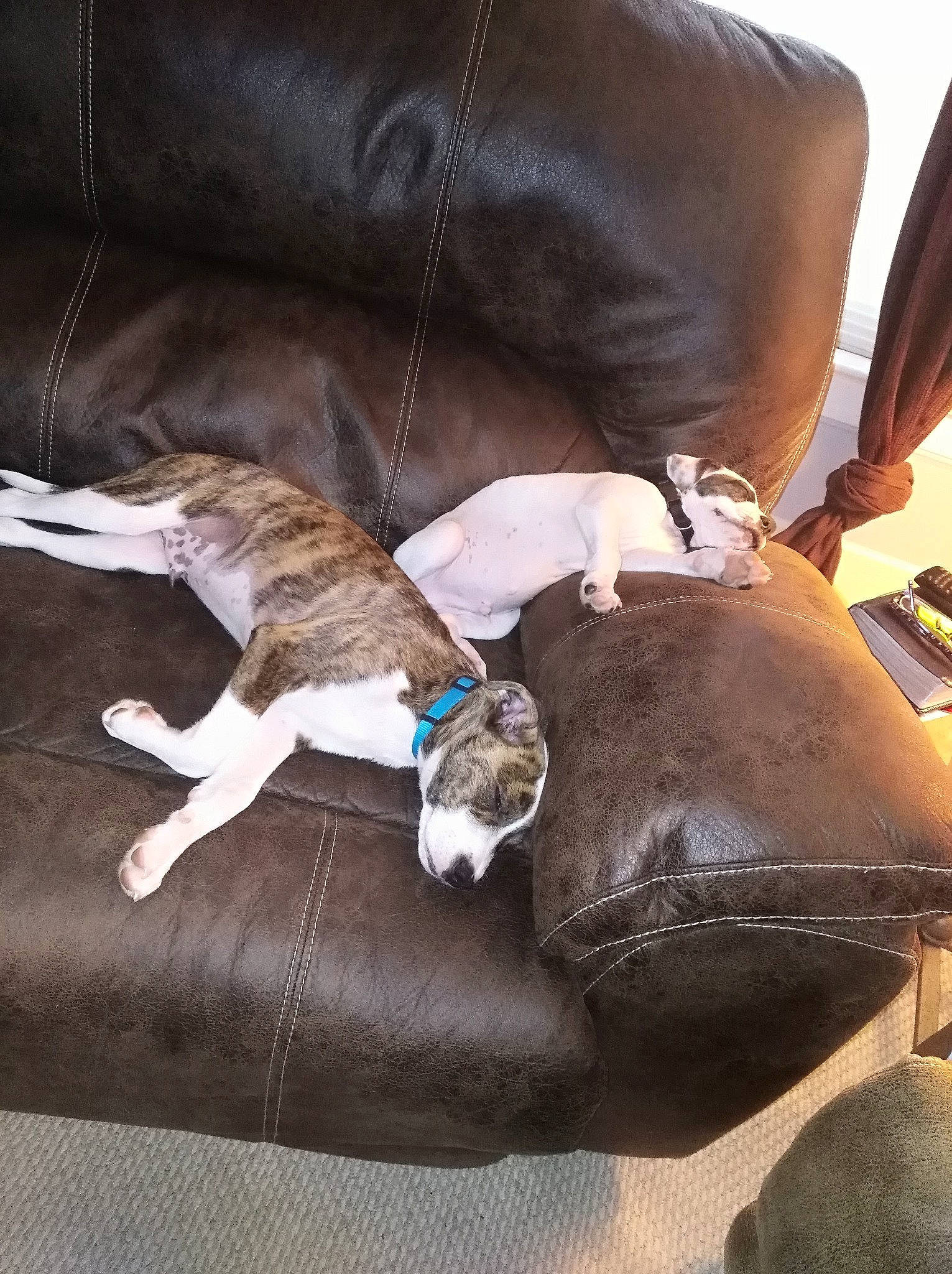 Marleyy is registered to the contest to win money with this photo: armrest, brown, canidae, carnivore, collar, comfort, companion_dog, couch, dog, dog_breed, fawn, fur, human_leg, linens, liver, sporting_group, tail, whiskers, wood, working_animal