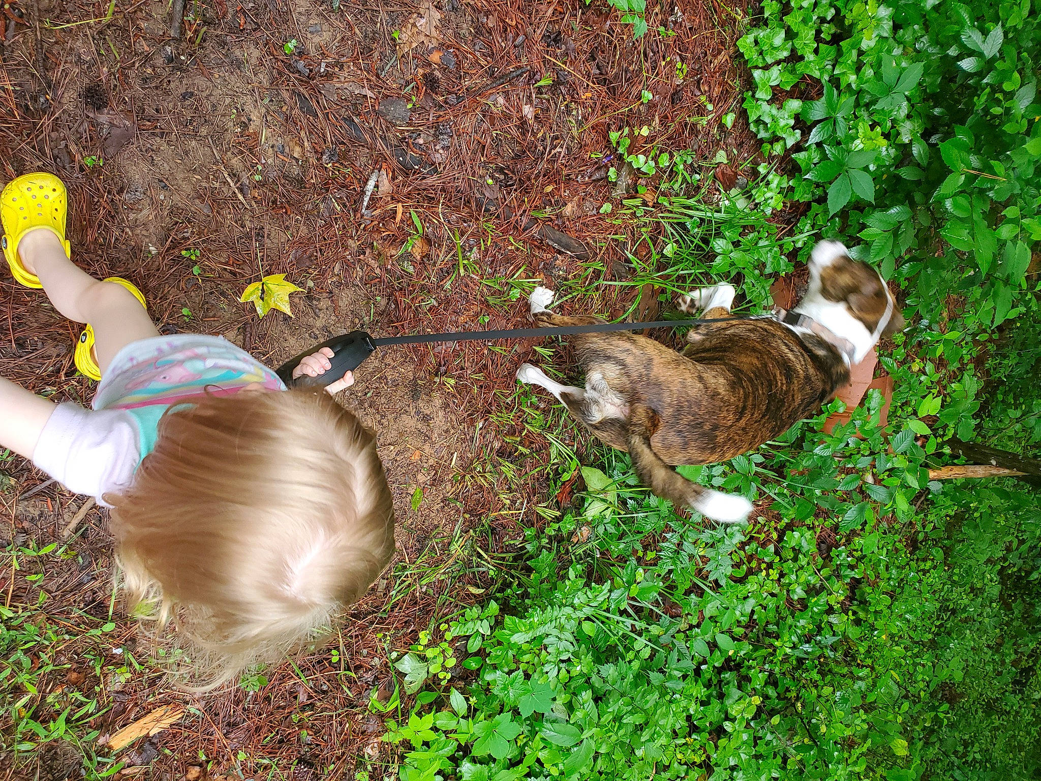 Marleyy is registered to the contest to win money with this photo: baby, carnivore, cat, companion_dog, dog_breed, domestic_short_haired_cat, fawn, felidae, grass, groundcover, mammal, organism, people_in_nature, plant, small_to_medium_sized_cats, tail, terrestrial_animal, vertebrate, whiskers, wood