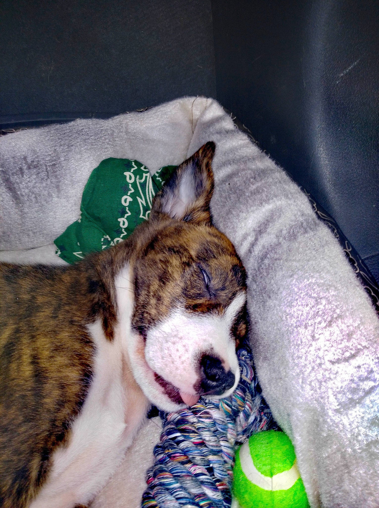 Marleyy joined the competition — help win amazing prizes! ball, carnivore, comfort, companion_dog, dog, dog_breed, dog_supply, fawn, grass, green, linens, paw, snout, sports_equipment, sports_toy, tail, tennis_ball, tennis_equipment, toy_dog, whiskers