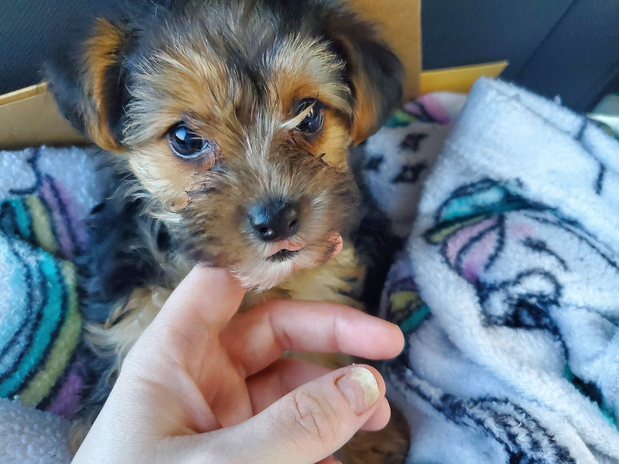 Maple Jane joined the competition — help win amazing prizes! biewer_terrier, canidae, carnivore, companion_dog, dog, dog_breed, fawn, firefighter, fur, maltepoo, nail, shih_poo, small_terrier, sporting_group, terrier, toy_dog, working_animal, yorkipoo