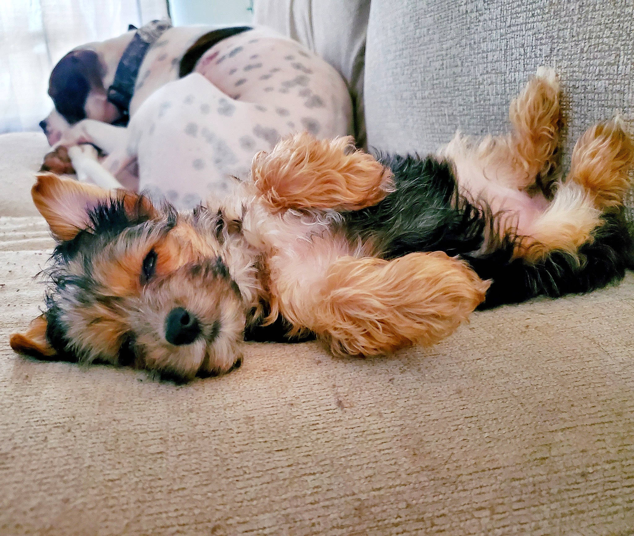 Maple Jane joined the competition — help win amazing prizes! carnivore, collar, companion_dog, dog, dog_breed, dog_clothes, dog_collar, dog_supply, fawn, fur, mammal, paw, small_terrier, snout, sporting_group, tail, terrier, toy_dog, vertebrate, working_animal