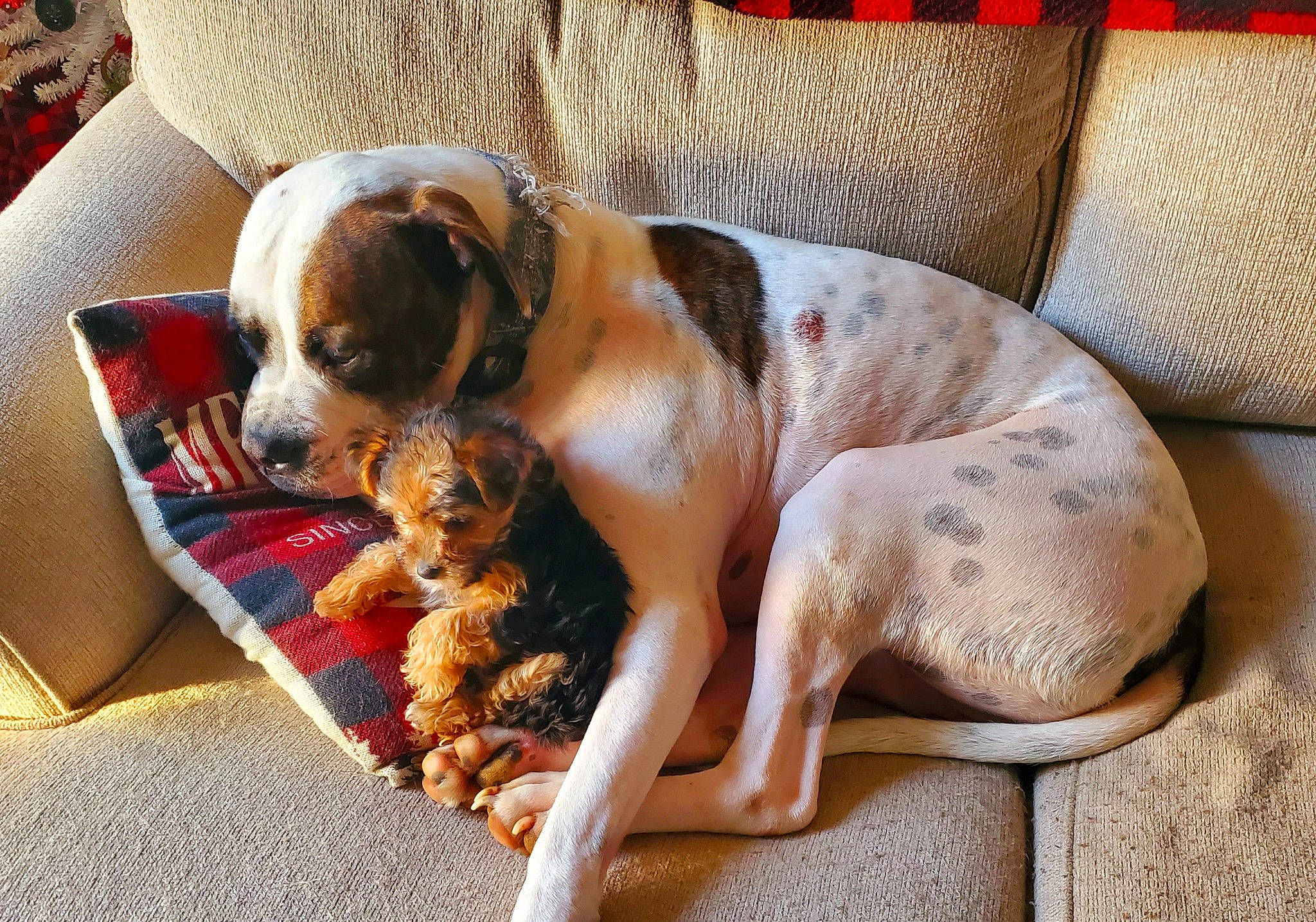 Maple Jane is registered to the contest to win money with this photo: bored, canidae, carnivore, comfort, companion_dog, couch, dog, dog_breed, dog_supply, fawn, flooring, fur, liver, paw, pet_supply, puppy, sporting_group, terrestrial_animal, toy_dog, working_animal