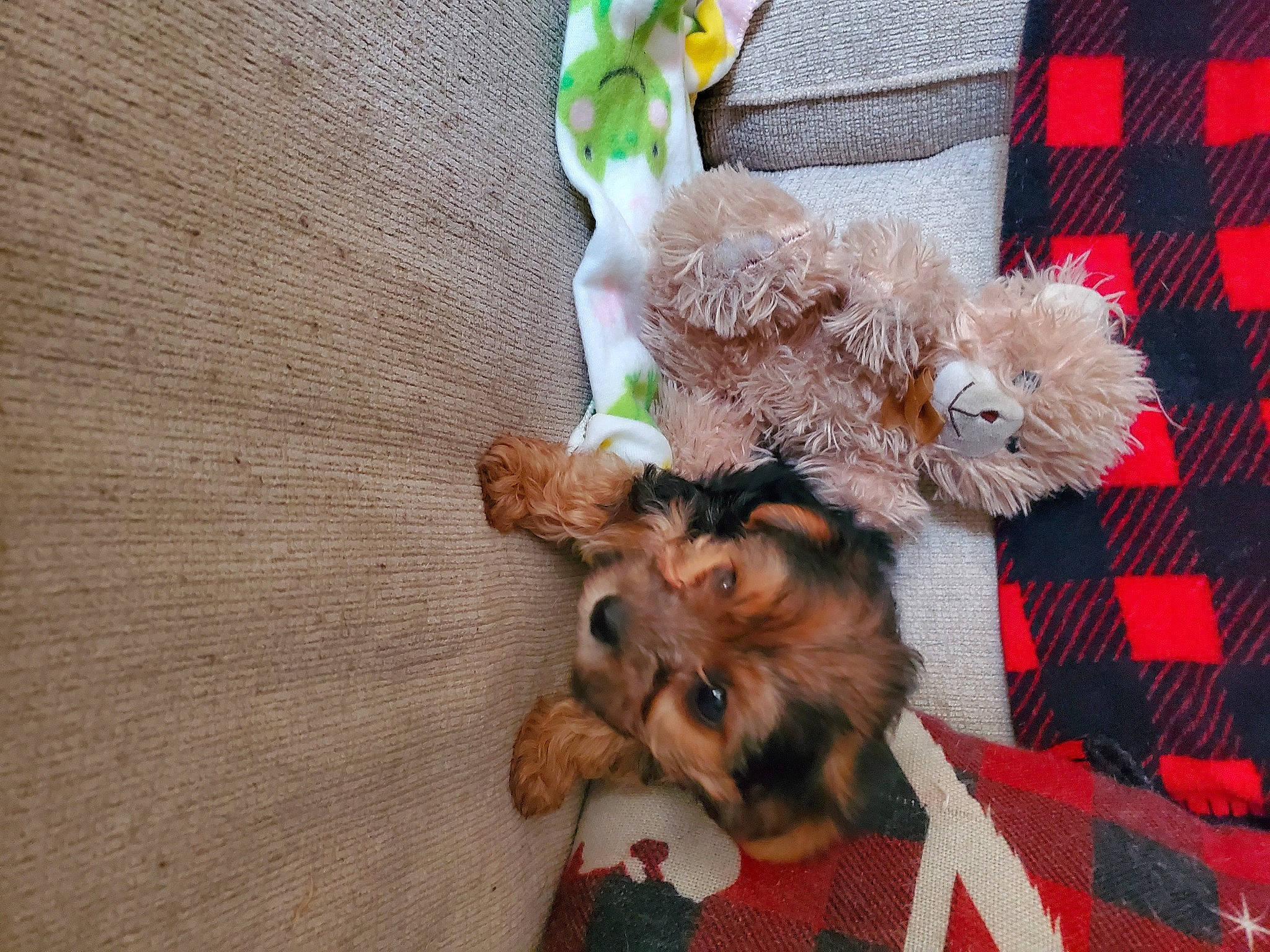 Maple Jane joined the competition — help win amazing prizes! canidae, carnivore, companion_dog, dog, dog_breed, dog_clothes, dog_supply, fawn, flooring, fur, paw, small_terrier, snout, sporting_group, tail, terrier, toy, toy_dog, wood, working_animal