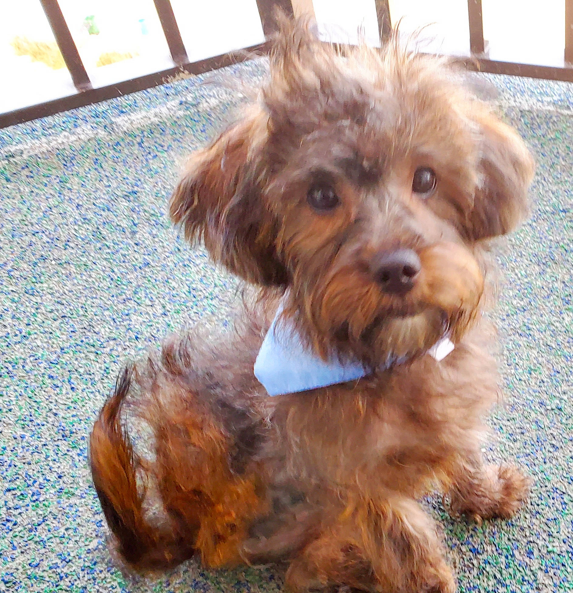 Blaze is registered to the contest to win money with this photo: biewer_terrier, canidae, carnivore, companion_dog, dog, dog_breed, dog_supply, fawn, fur, liver, maltepoo, poodle_crossbreed, puppy_love, small_terrier, snout, sporting_group, terrier, toy_dog, working_animal, yorkipoo