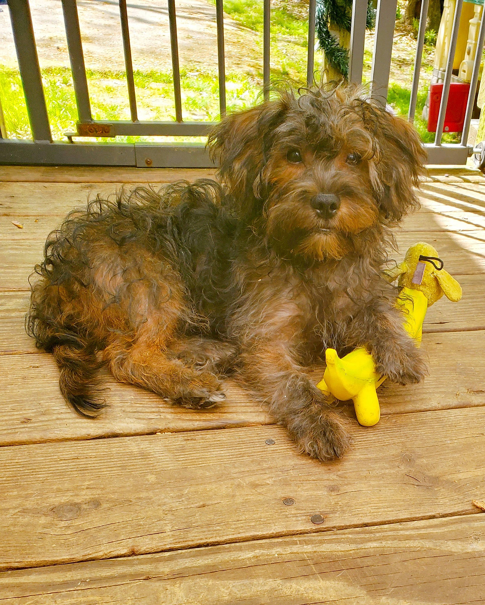 Blaze is registered to the contest to win money with this photo: canidae, carnivore, companion_dog, dog, dog_breed, fawn, fur, goldendoodle, grass, liver, plant, road_surface, small_terrier, snout, sporting_group, tail, terrier, toy_dog, wood, working_animal