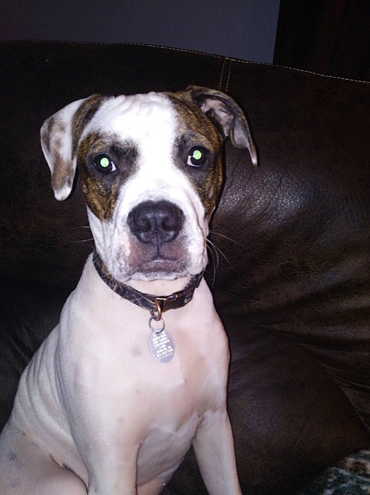 Zander is registered to the contest to win money with this photo: canidae, carnivore, collar, companion_dog, dog, dog_breed, dog_collar, fawn, leash, non_sporting_group, snout, sporting_group, whiskers, working_animal, working_dog