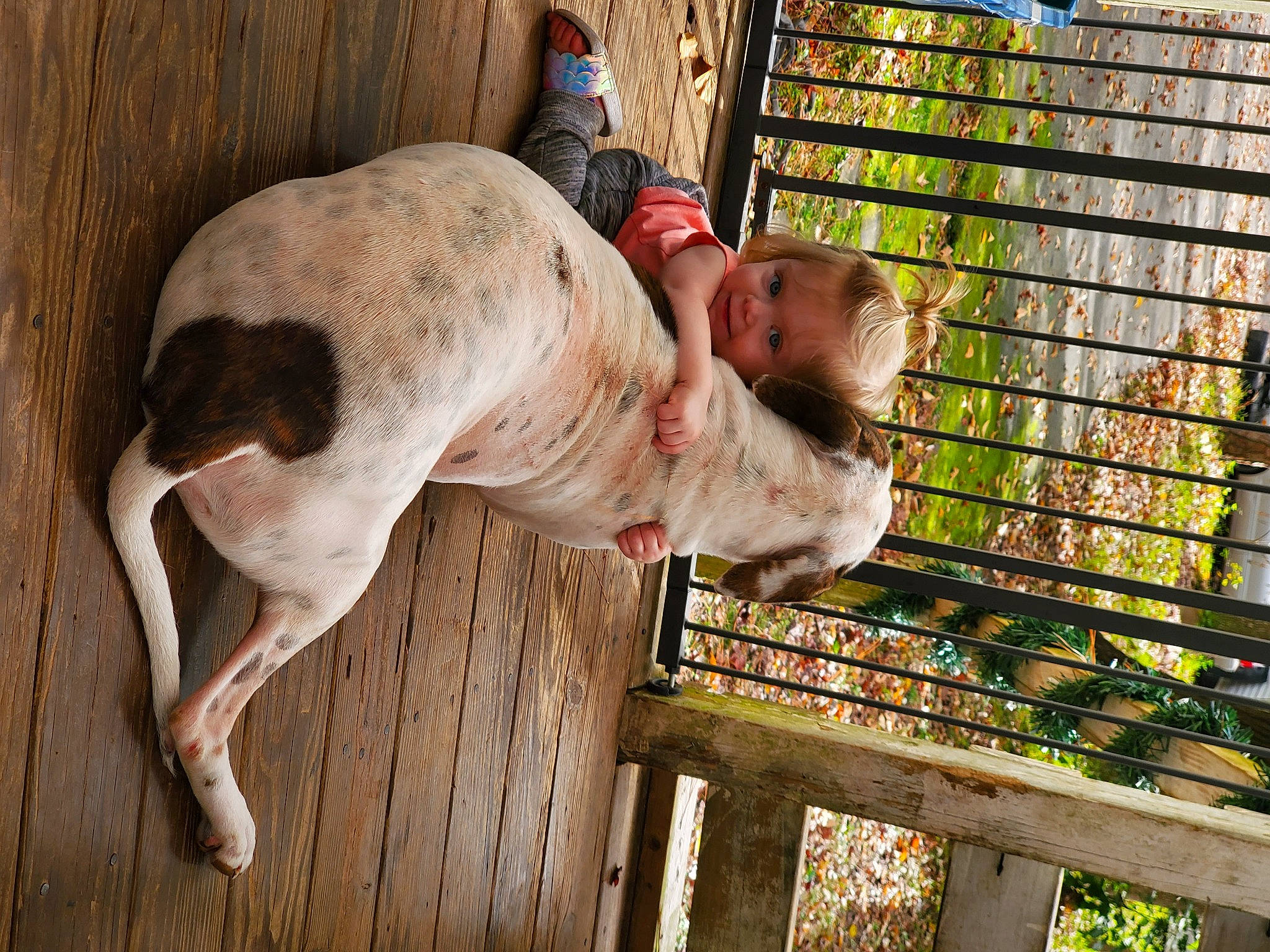 Zander joined the competition — help win amazing prizes! canidae, carnivore, companion_dog, dog, dog_breed, fawn, fence, guard_dog, happy, hat, hunting_dog, leisure, livestock, non_sporting_group, sporting_group, tail, terrestrial_animal, wood, working_animal