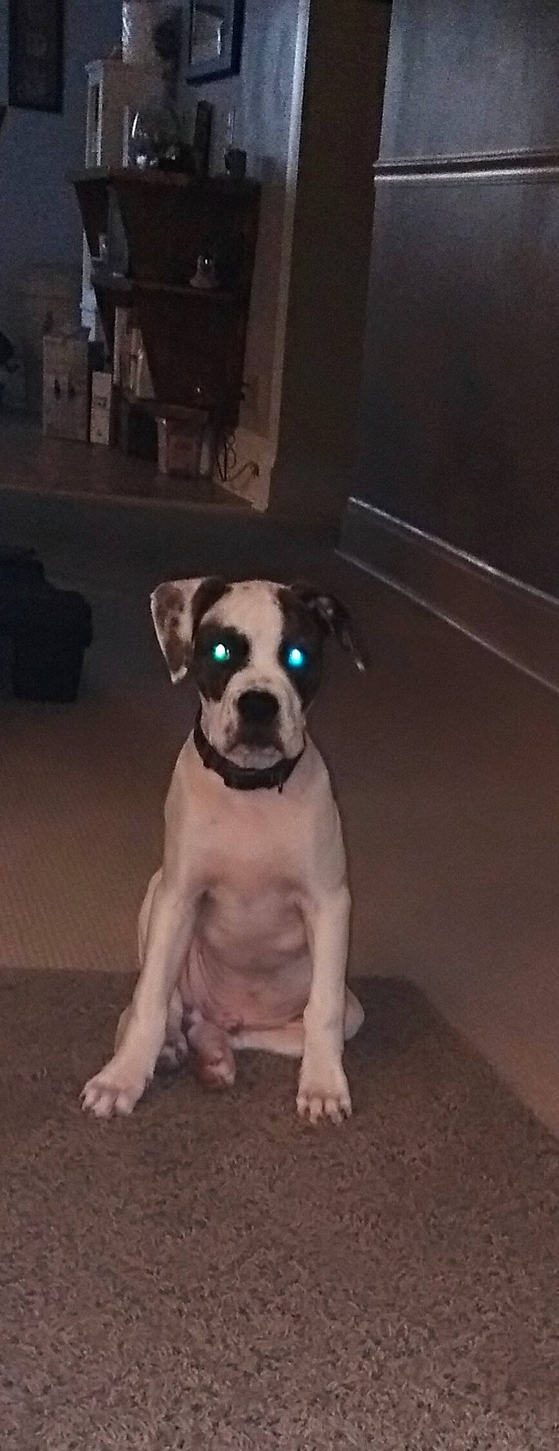 Zander is registered to the contest to win money with this photo: art, canidae, carnivore, collar, companion_dog, dog, dog_breed, dog_collar, door, fawn, flooring, non_sporting_group, puppy, snout, sporting_group, tail, toy_dog, whiskers, window, working_animal