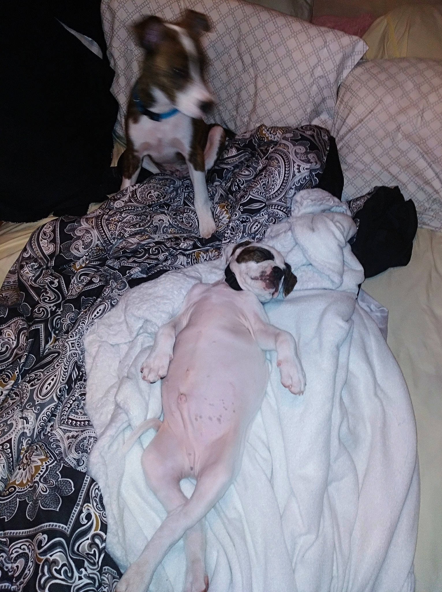 Zander is registered to the contest to win money with this photo: bed, bed_sheet, bedding, canidae, carnivore, comfort, companion_dog, dog, dog_breed, dog_supply, duvet, fawn, felidae, fur, linens, nap, sporting_group, tail, toy_dog, working_animal