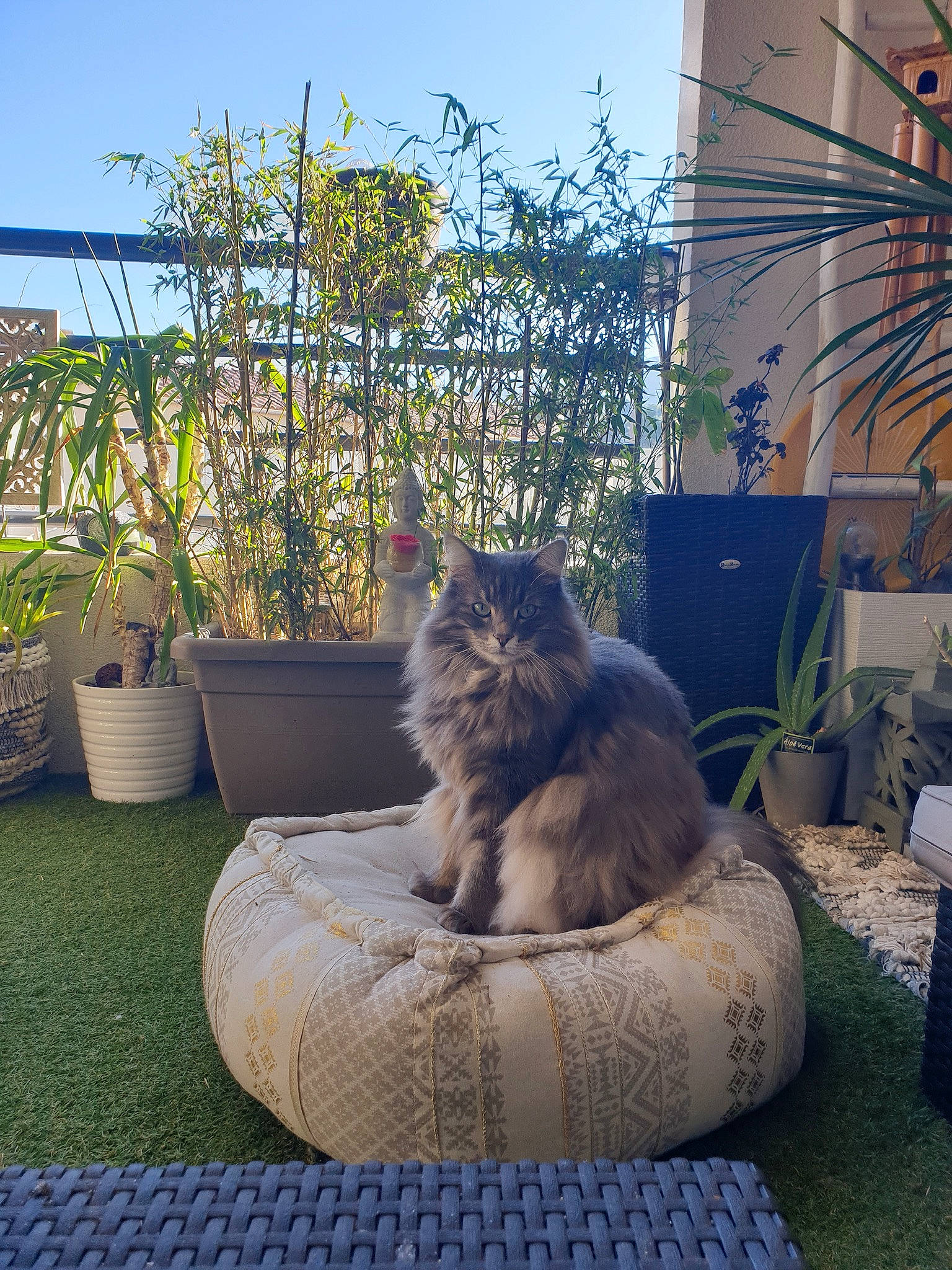 Indiana participe au concours pour gagner de l'argent avec cette photo : azure, carnivore, cat, comfort, felidae, flooring, flowerpot, grass, grey, mammal, morning, plant, sky, small_to_medium_sized_cats, sunlight, tints_and_shades, tree, vertebrate, whiskers, wood