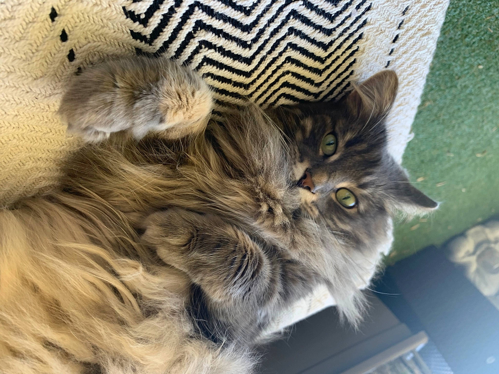Indiana a rejoint le concours — aidez-le/la à gagner de superbes lots ! carnivore, cat, claw, domestic_short_haired_cat, felidae, fur, maine_coon, small_to_medium_sized_cats, snout, tail, terrestrial_animal, whiskers