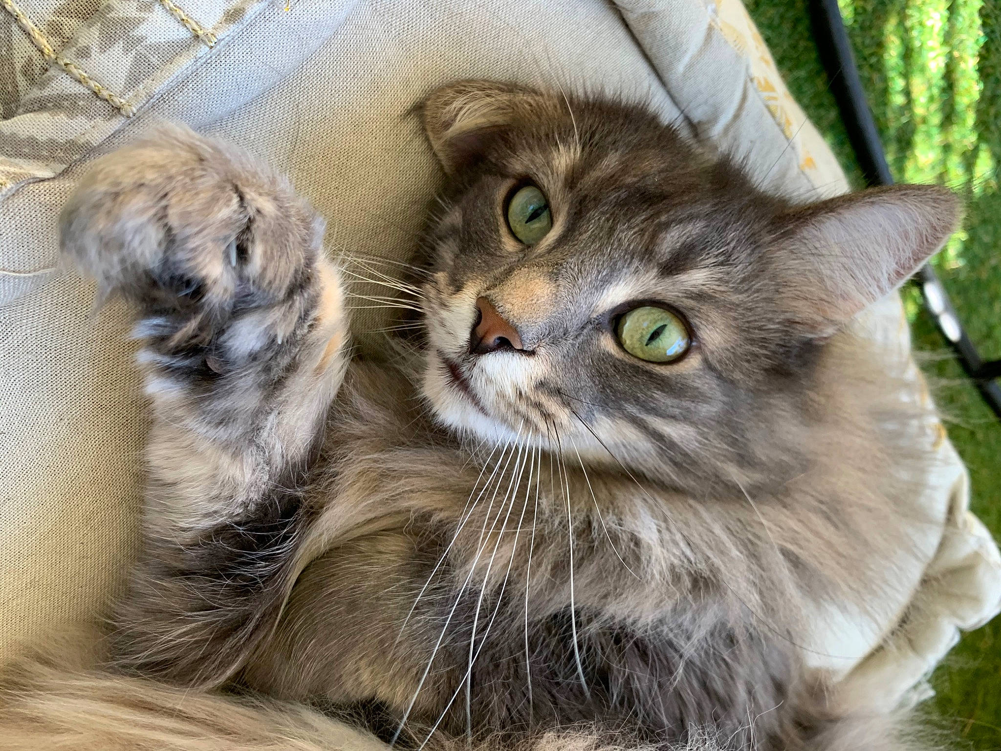 Indiana participe au concours pour gagner de l'argent avec cette photo : carnivore, cat, claw, domestic_short_haired_cat, fawn, felidae, fur, grass, maine_coon, paw, plant, siberian, small_to_medium_sized_cats, snout, terrestrial_animal, tree, whiskers, wildlife