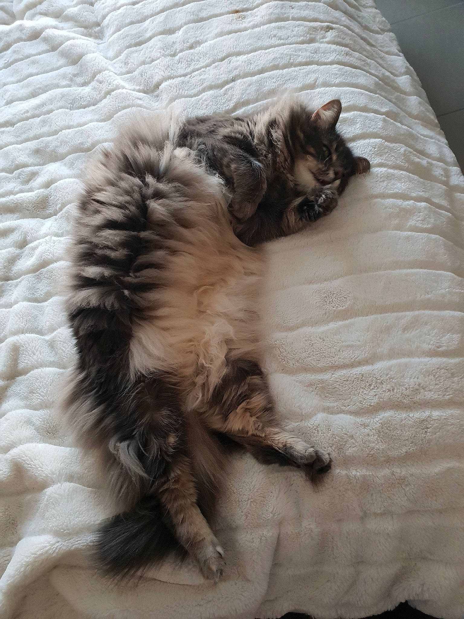 Indiana participe au concours pour gagner de l'argent avec cette photo : british_longhair, carnivore, cat, cat_bed, claw, comfort, dog_breed, fawn, felidae, fur, grey, linens, maine_coon, nap, paw, sleep, small_to_medium_sized_cats, tail, terrestrial_animal, whiskers