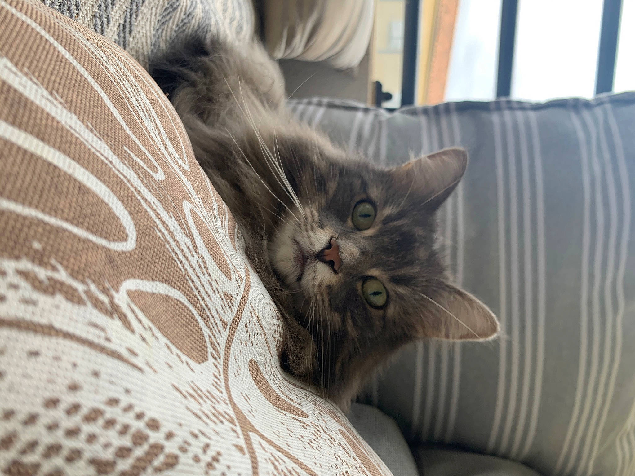 Indiana participe au concours pour gagner de l'argent avec cette photo : carnivore, cat, cat_supply, claw, comfort, couch, domestic_short_haired_cat, fawn, felidae, fur, grey, linens, pattern, small_to_medium_sized_cats, snout, tail, terrestrial_animal, textile, whiskers, window