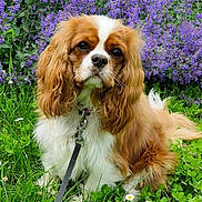 Aydenn participe au concours pour gagner de l'argent avec cette photo : animal, canine, cockerspaniel, dog, field, flower, geranium, grass, grassland, herbal, herbs, lavender, nature, outdoors, papillon, pet, plant, puppy, purple, vegetation