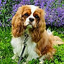 animal, canine, cockerspaniel, dog, field, flower, geranium, grass, grassland, herbal, herbs, lavender, nature, outdoors, papillon, pet, plant, puppy, purple, vegetation