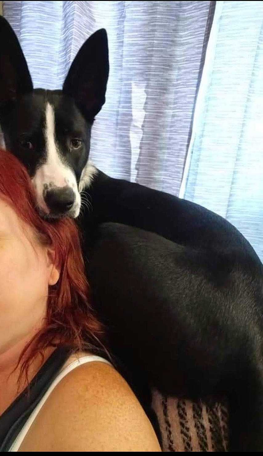 Nova Magos is registered to the contest to win money with this photo: canidae, carnivore, comfort, companion_dog, dog, dog_breed, ear, fawn, fur, happy, human_body, human_leg, sitting, snout, sporting_group, thigh, whiskers, window, window_blind, working_animal