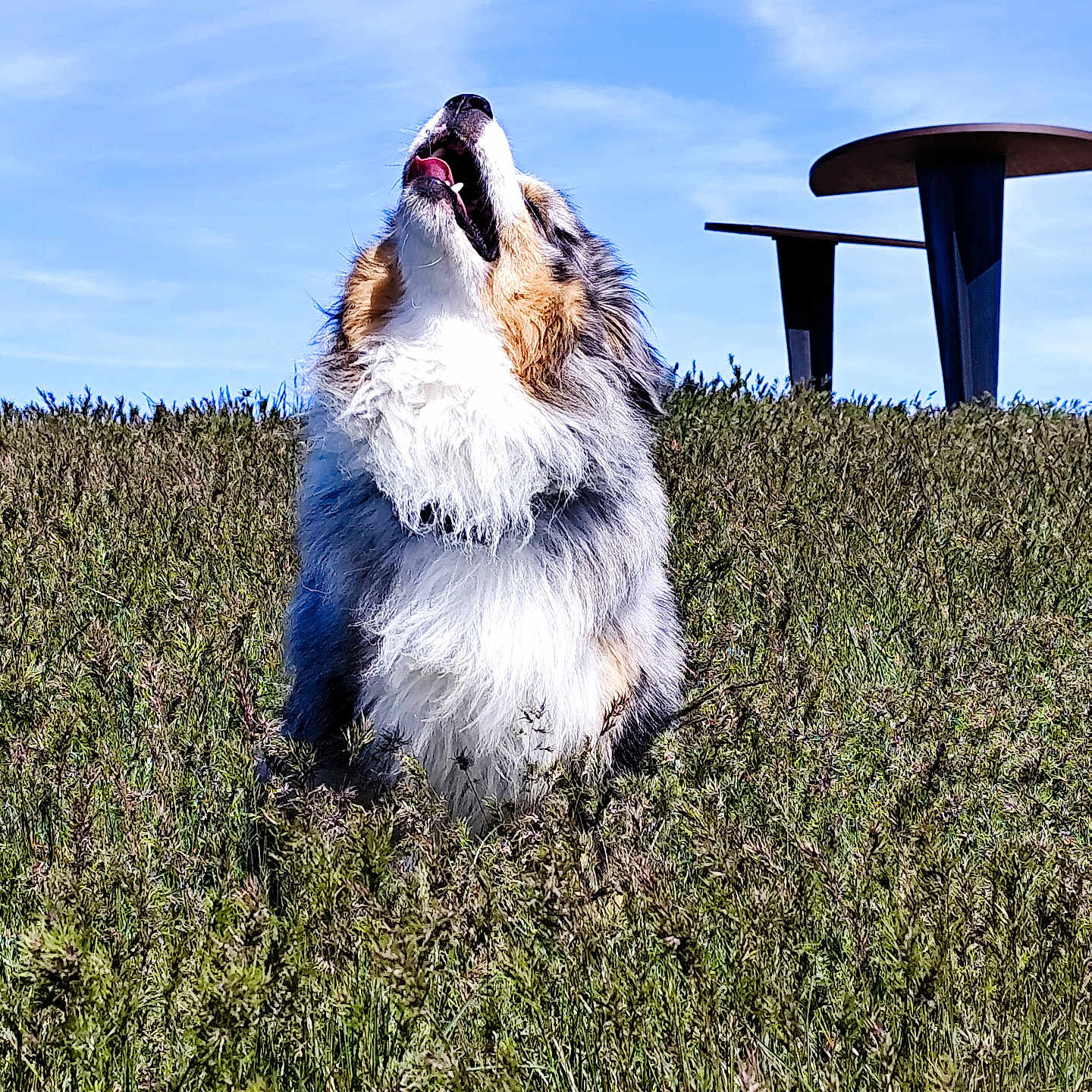 Usko participe au concours pour gagner de l'argent avec cette photo : animal, blue_sky, canine, chair, daylight, dog, field, fluffy, fur, grass, happy, nature, outdoor, pet, playful, sitting, sky, sunny, table, tongue