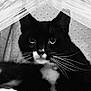 Jackson joined the competition — help win amazing prizes! cat, black_and_white, tuxedo_cat, whiskers, indoor, cozy, curious, pet, feline, close_up, portrait, lace, fabric, tent, resting, animal, cute, soft, home, black