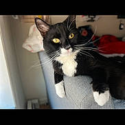 Jackson joined the competition — help win amazing prizes! cat, tuxedo_cat, yellow_eyes, whiskers, couch, gray_furniture, indoor, pet, relaxed, feline, black_and_white, home, armrest, curious, domestic_animal, soft_light, cozy, blurred_background, close_up, resting
