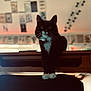 Jackson joined the competition — help win amazing prizes! cat, tuxedo_cat, black_and_white, pet, animal, indoor, chair, furniture, whiskers, paws, eyes, portrait, blurred_background, decor, string_lights, posters, curiosity, cozy, home, domestic