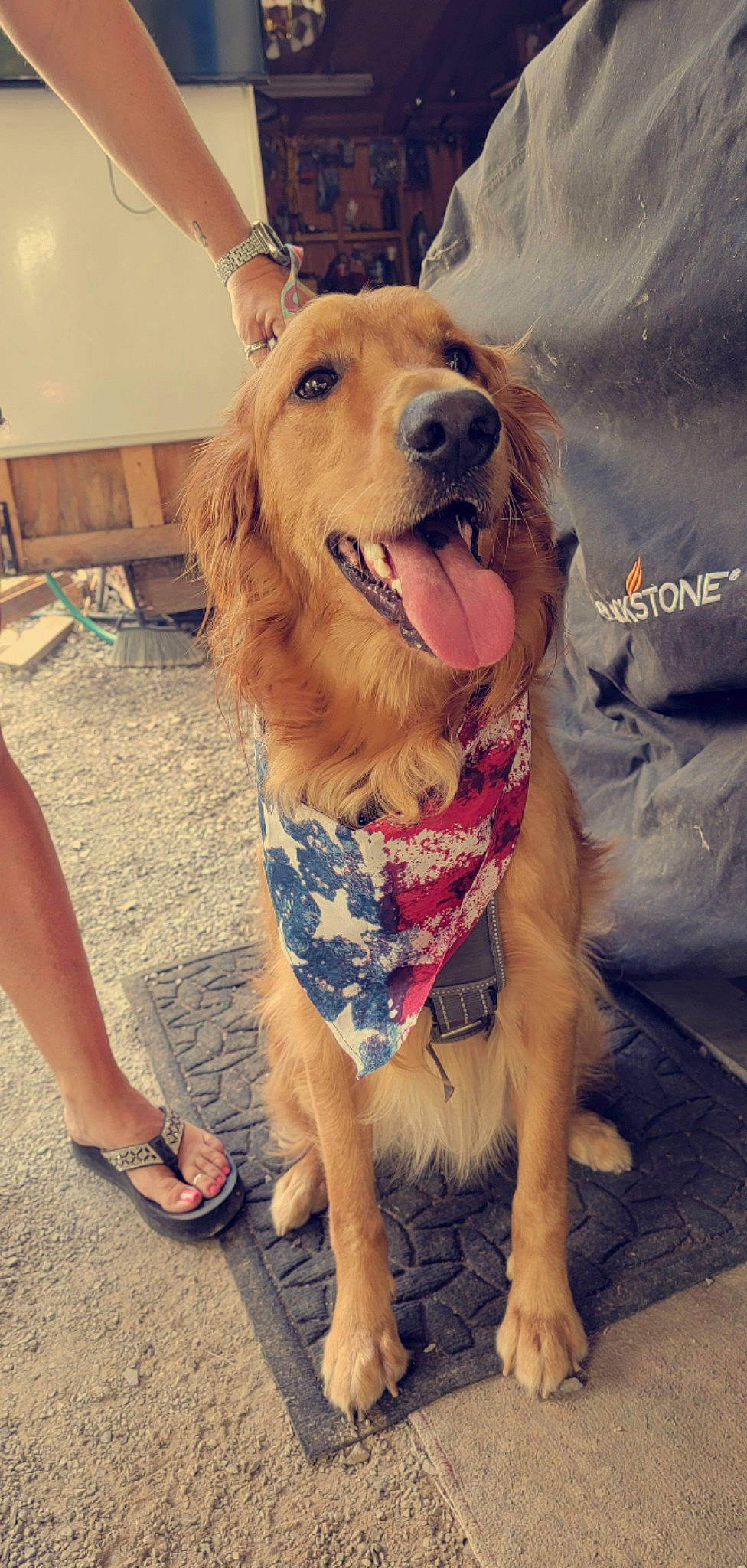 Dunkin joined the competition — help win amazing prizes! carnivore, companion_dog, dog, dog_breed, eyewear, fawn, flip_flops, flooring, foot, happy, human_leg, sandal, selfie, smile, snout, sporting_group, sunglasses, thigh, waist, working_animal