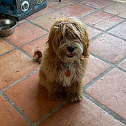 Ace Of Hearts joined the competition — help win amazing prizes! dog, pet, curly_hair, sitting, indoor, terracotta_floor, water_bowl, box, brown_fur, fluffy, smiling, cute, animal, collar, tag, domestic, companion, furry, friendly, floor_tiles