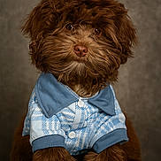 Remi is registered to the contest to win money with this photo: dog, brown, fluffy, curly_fur, pet, portrait, clothing, shirt, blue, white, cute, studio, sitting, animal, canine, furry, face, adorable, domestic_animal, fur