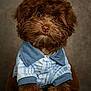 dog, brown, fluffy, curly_fur, pet, portrait, clothing, shirt, blue, white, cute, studio, sitting, animal, canine, furry, face, adorable, domestic_animal, fur