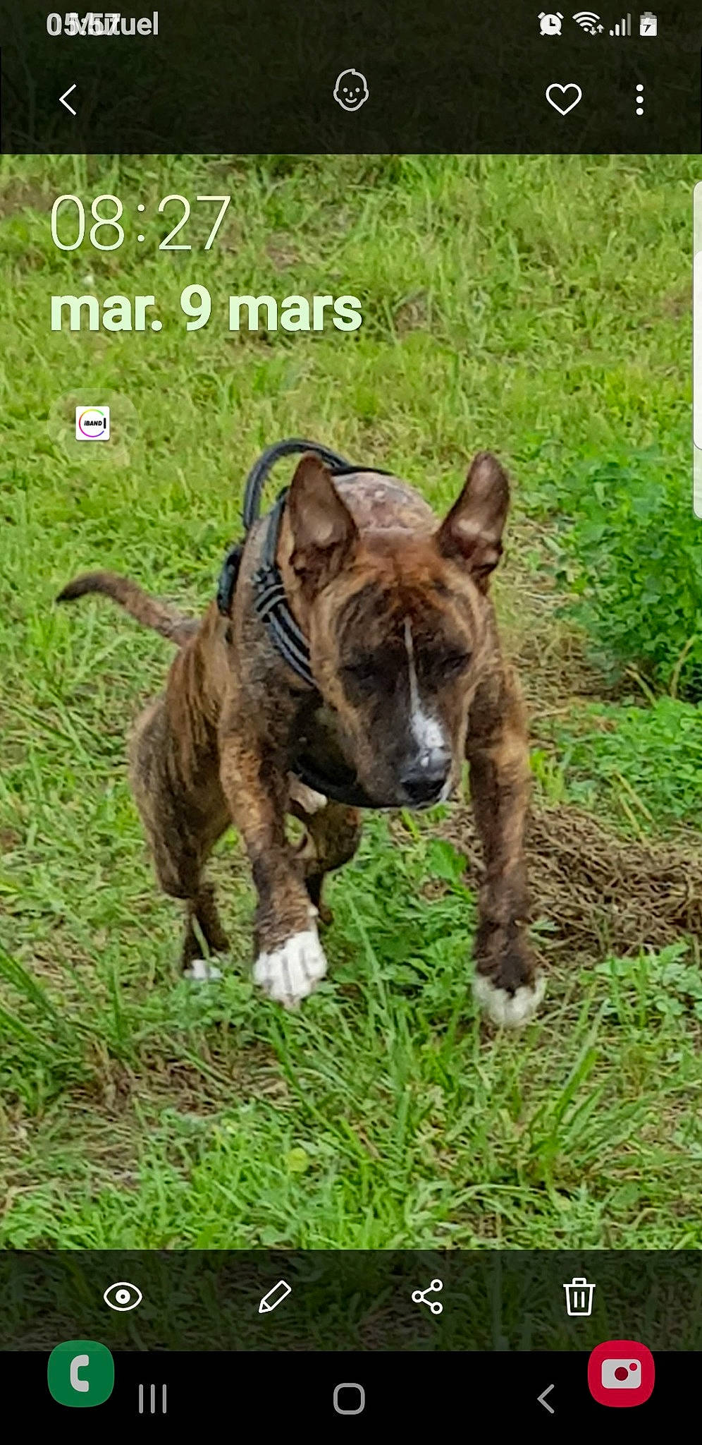 Hermès participe au concours pour gagner de l'argent avec cette photo : adaptation, canidae, carnivore, dog_breed, fawn, grass, grassland, groundcover, liver, livestock, mane, pack_animal, pasture, plant, sporting_group, tail, terrestrial_animal, whiskers, wildlife, working_animal