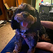 Jasper joined the competition — help win amazing prizes! dog, indoor, pet, happy, panting, furry, brown, black, carpet, table, lamp, wood_paneling, cozy, person_arm, furniture, clutter, relaxed, animal, companion, home
