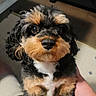 Jasper is registered to the contest to win money with this photo: animal, black, brown, carpet, companion, cute, dog, floor, friendly, fur, hand, indoor, looking_up, notebook, pen, person, pet, puppy, table, white