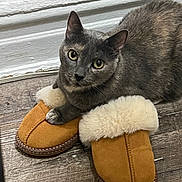 Gracy is registered to the contest to win money with this photo: cat, grey_cat, slippers, furry_slippers, floor, wooden_floor, baseboard, indoor, pet, animal, cozy, curious, paws, fur, looking_up, closeup, resting, domestic_cat, cute, mammal