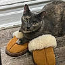 cat, grey_cat, slippers, furry_slippers, floor, wooden_floor, baseboard, indoor, pet, animal, cozy, curious, paws, fur, looking_up, closeup, resting, domestic_cat, cute, mammal