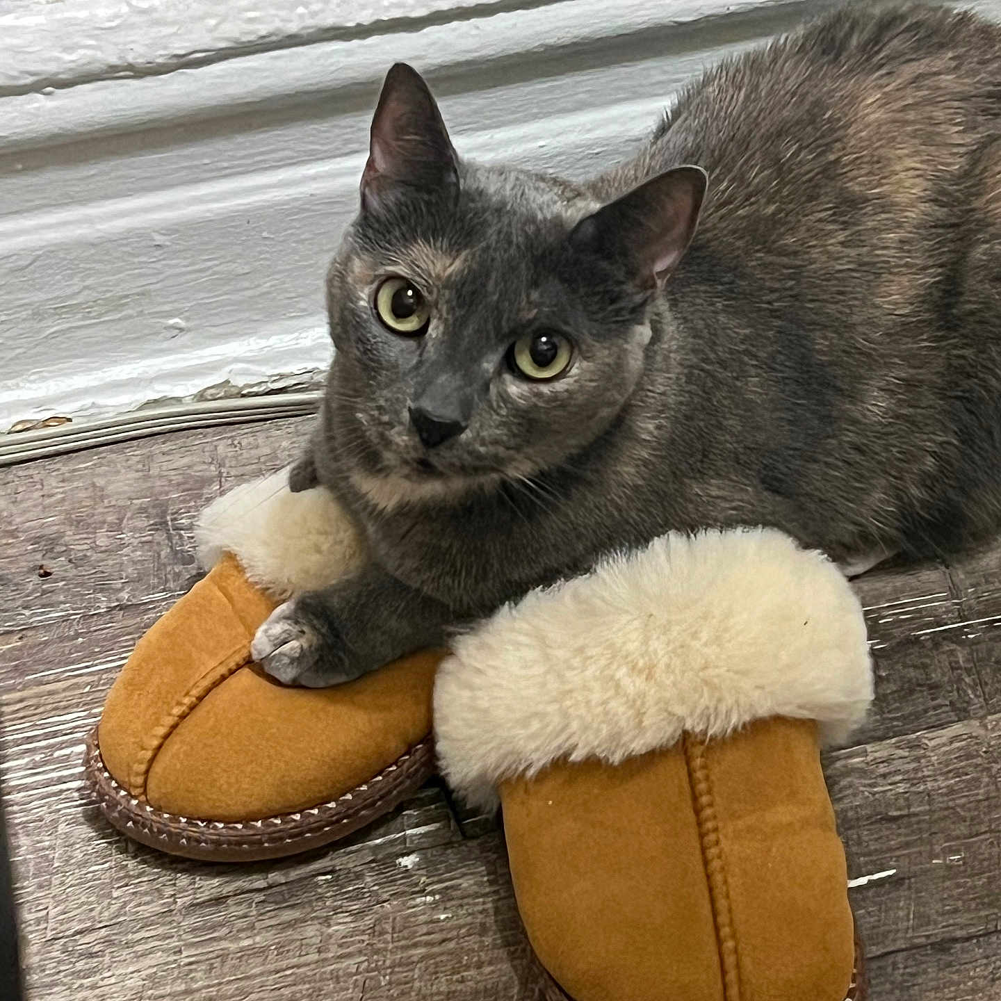 Gracy is registered to the contest to win money with this photo: cat, grey_cat, slippers, furry_slippers, floor, wooden_floor, baseboard, indoor, pet, animal, cozy, curious, paws, fur, looking_up, closeup, resting, domestic_cat, cute, mammal