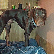 Coco joined the competition — help win amazing prizes! dog, brown_dog, pet, large_dog, bed, blanket, indoor, wood_paneling, shelf, soda_can, cup, collar, standing, blurry, flash_reflection, wall, mattress, patterned_bedding, night_time, domestic_scene