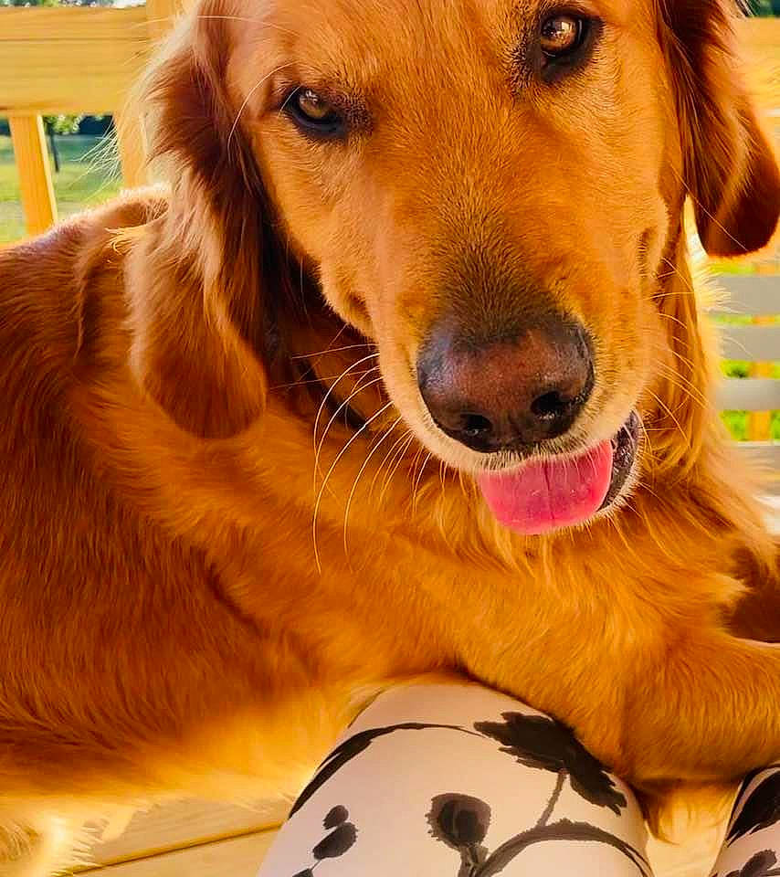 Griffen joined the competition — help win amazing prizes! ball, carnivore, companion_dog, dog, dog_breed, dog_collar, fawn, fur, gun_dog, happy, liver, paw, plant, retriever, snout, sporting_group, whiskers, working_animal, working_dog, yellow