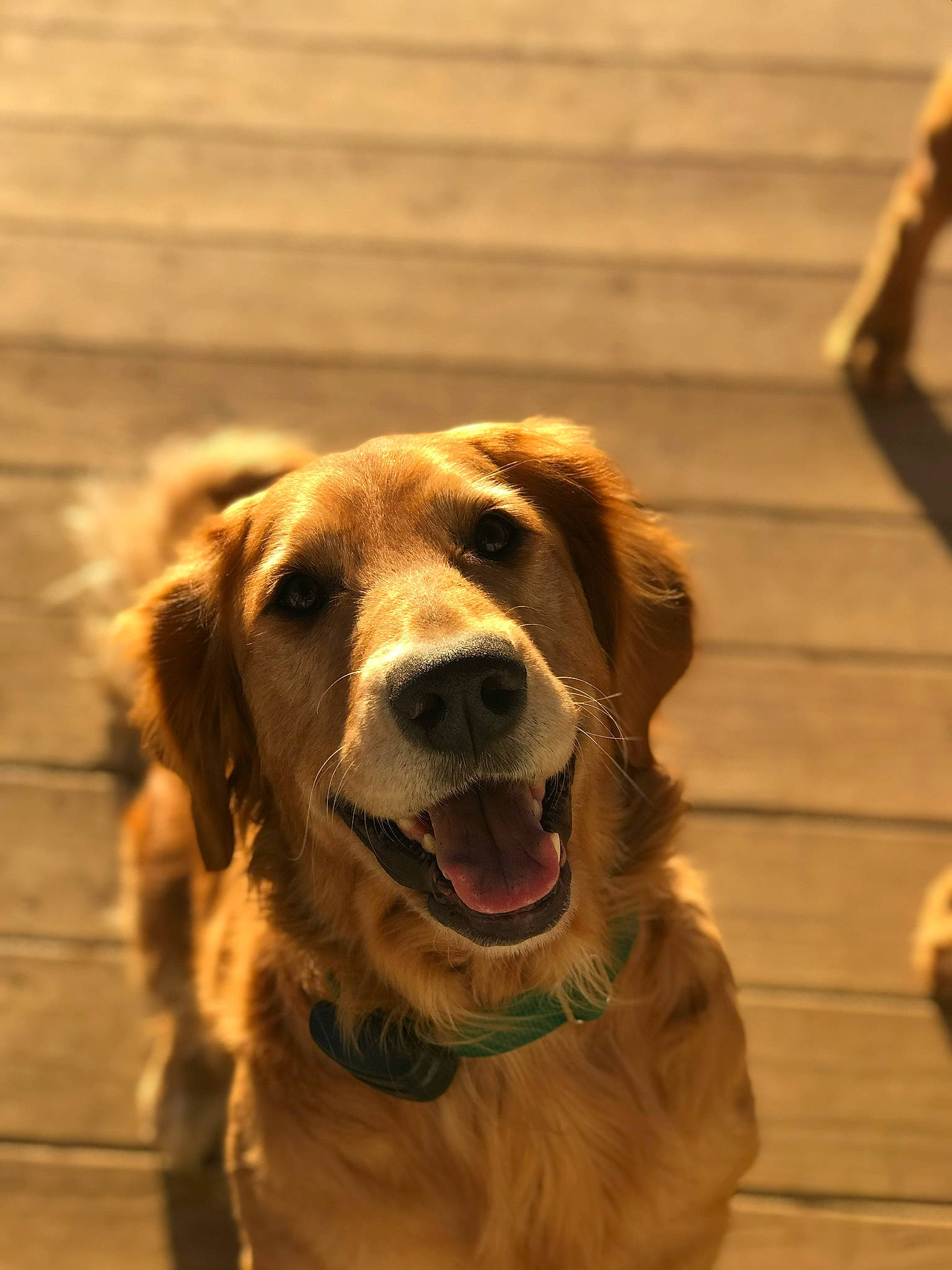Ginger joined the competition — help win amazing prizes! canidae, carnivore, companion_dog, dog, dog_breed, fawn, flooring, fur, golden_retriever, gun_dog, happy, hardwood, liver, retriever, snout, sporting_group, whiskers, wood, working_animal, working_dog