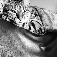 Moumoune participe au concours pour gagner de l'argent avec cette photo : animal, black_and_white, cat, closeup, cute, domestic, feline, fur, indoor, leisure, mammal, pet, portrait, relaxed, resting, sleepy, striped, tabby, texture, whiskers