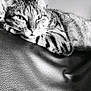 animal, black_and_white, cat, closeup, cute, domestic, feline, fur, indoor, leisure, mammal, pet, portrait, relaxed, resting, sleepy, striped, tabby, texture, whiskers
