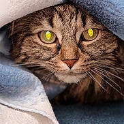 чуба a rejoint le concours — aidez-le/la à gagner de superbes lots ! animal, blanket, cat, closeup, comfort, cozy, cute, eyes, fabric, face, fur, indoor, pet, portrait, resting, soft, tabby_cat, texture, warm, whiskers